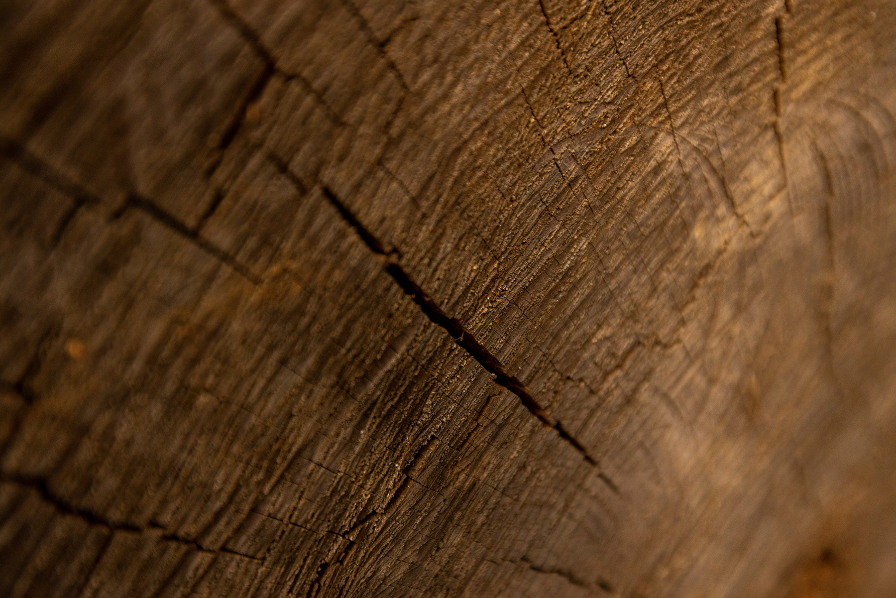 Detailaufnahme einer Holzmaserung mit sichtbaren Poren